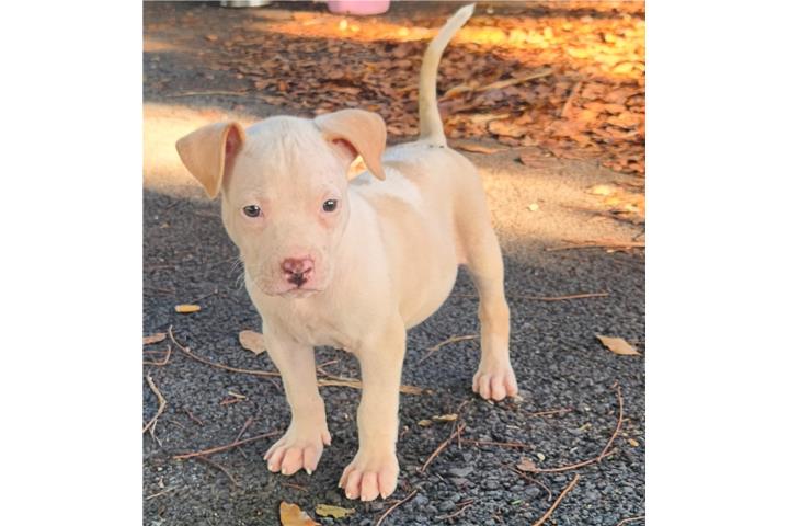Pitbull  Puerto Rico