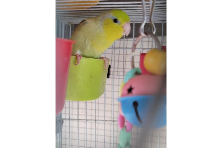 Cotorrita enana nene joven  Puerto Rico