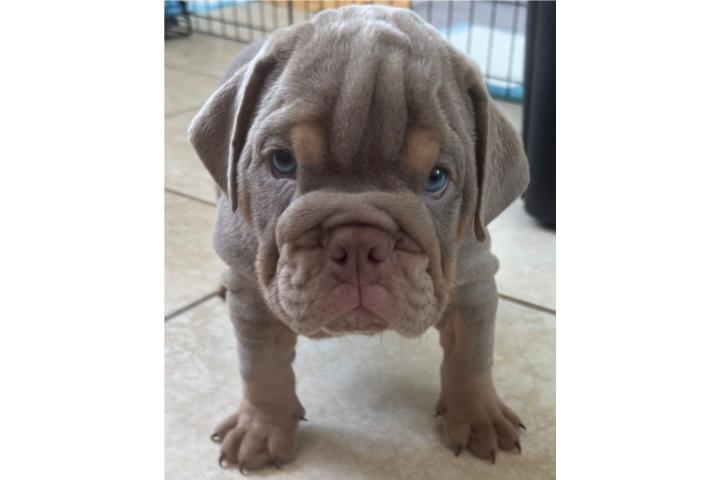Bulldog ingles  Puerto Rico