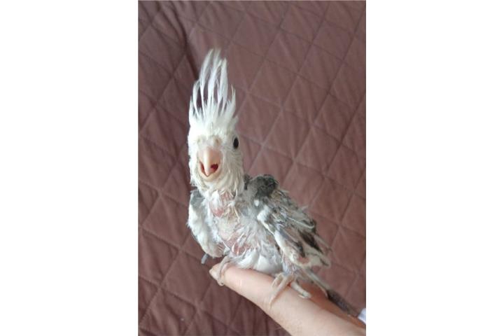 Cockatiel Puerto Rico