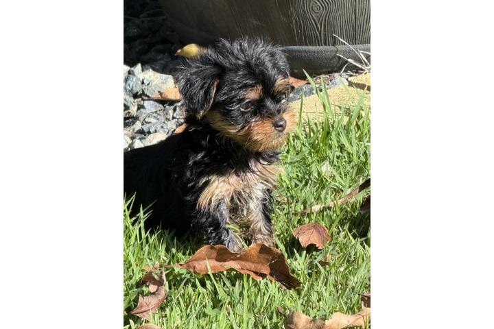 Morkie toy! Mejor regalo para hacer Puerto Rico