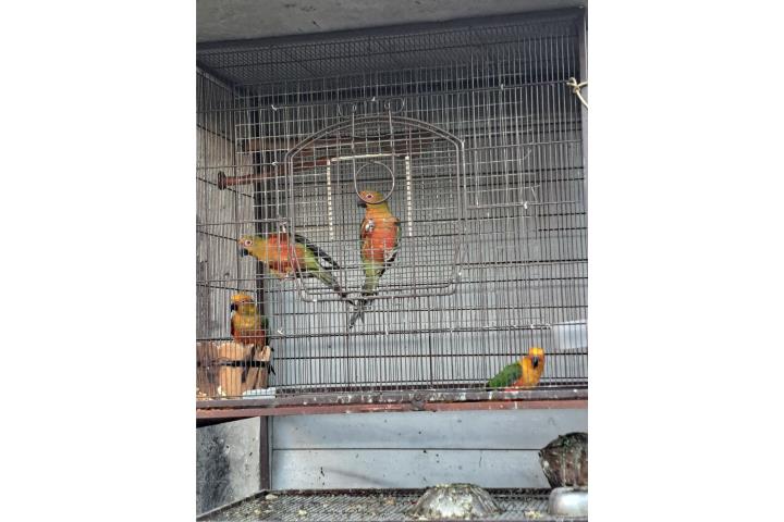 Jenday conure Puerto Rico