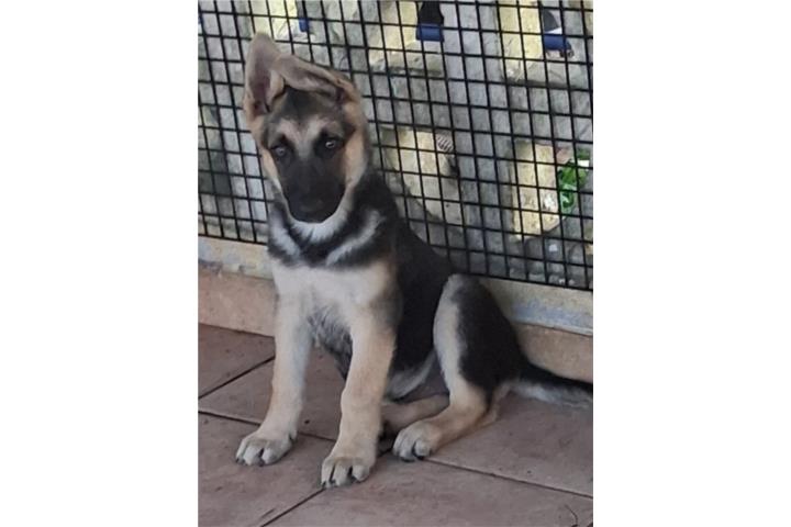 Pastor Aleman German Sheperd Puerto Rico