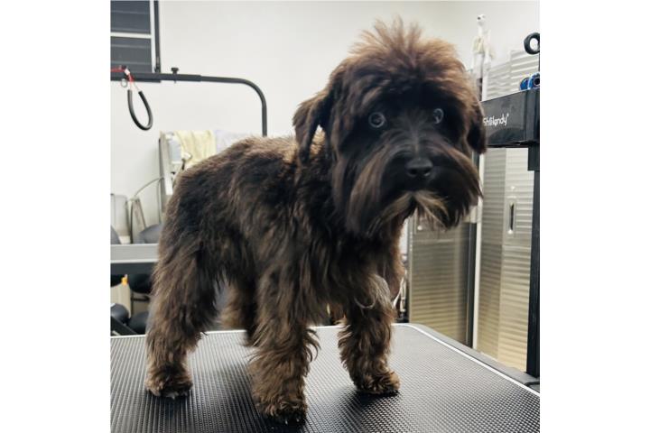 Schnauzer Miniature  Puerto Rico