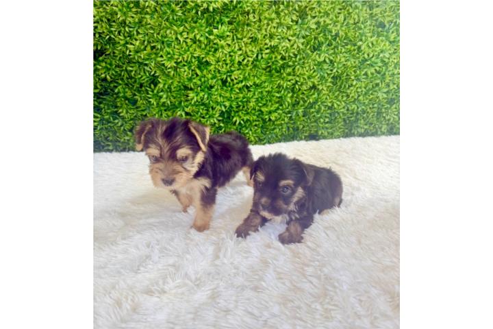 YORKIE TOY NENE  Puerto Rico