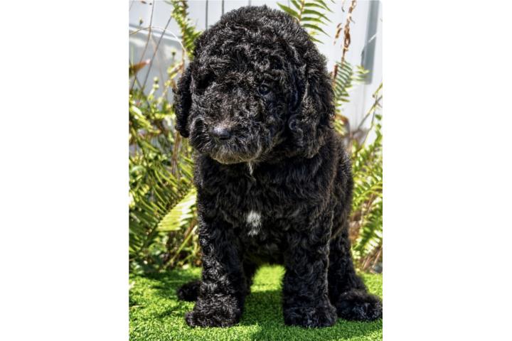 Poodle nena estándar  Puerto Rico