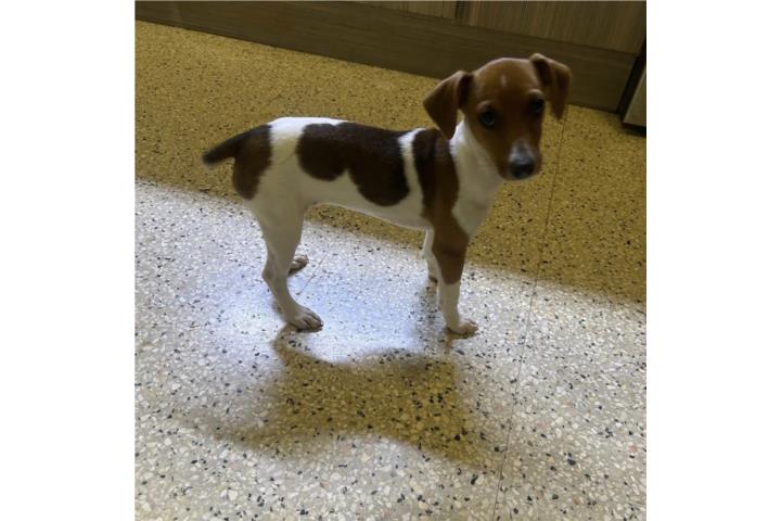 Jack Russell Puerto Rico