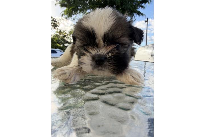 Perritos shitzu 2 nenes 2 nenas  Puerto Rico