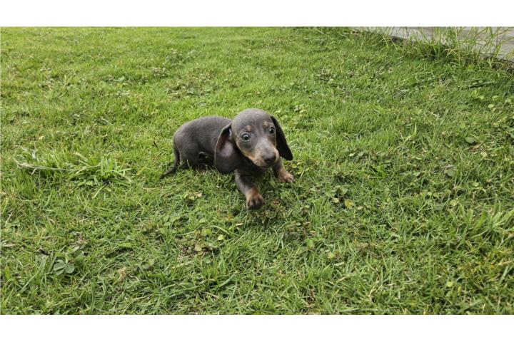 Dachshund mini nena Puerto Rico