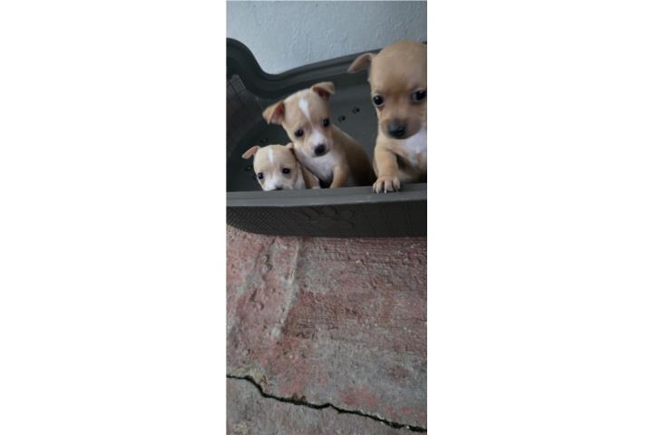 Chihuahuas  Puerto Rico