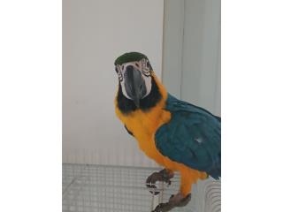 Guacamayo blue and gold  Puerto Rico