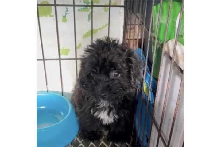 Yorkie poo Macho   Puerto Rico
