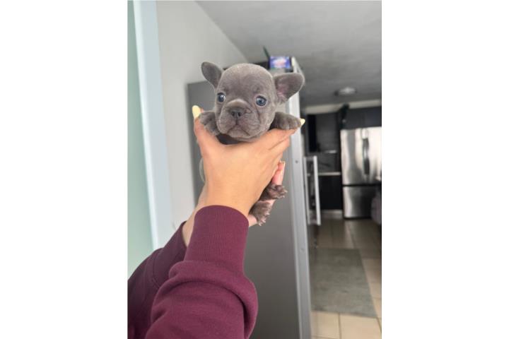 French bulldog  Puerto Rico