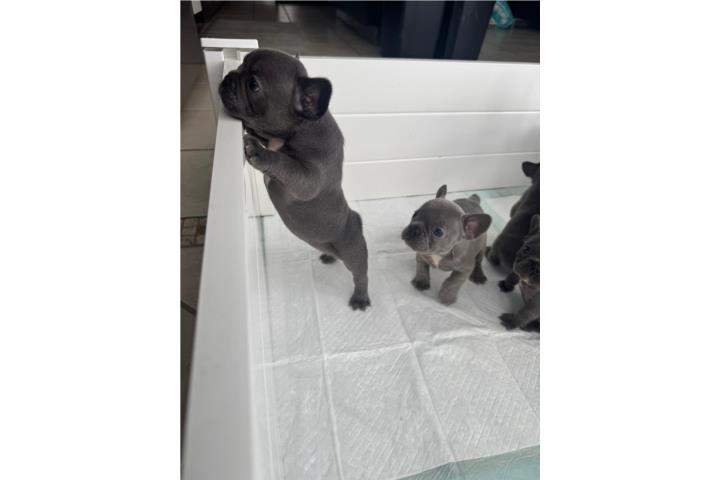 French bulldog  Puerto Rico