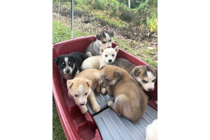 Cachorrit@s rescatados Puerto Rico
