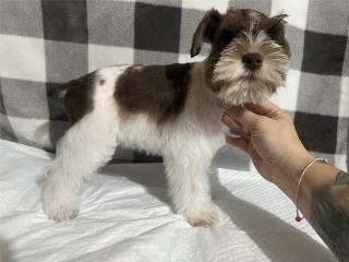 Miniature schnauzer  Puerto Rico