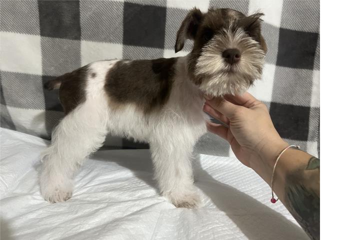 Miniature schnauzer  Puerto Rico