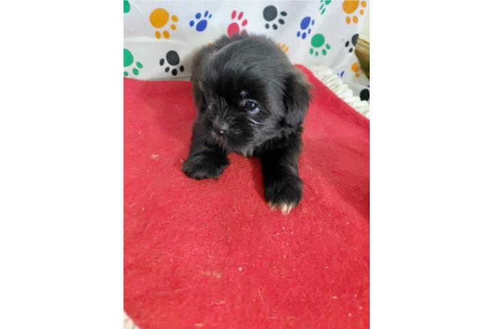 Shih Tzu Machito  Puerto Rico