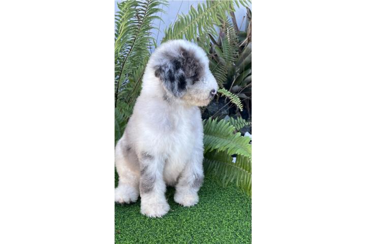 Poodle  Puerto Rico