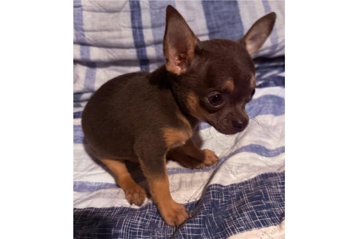 Chihuahua toy Puerto Rico