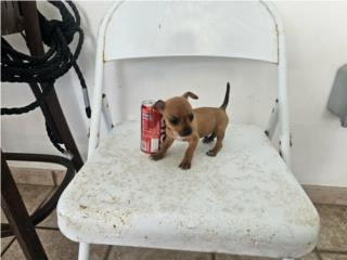 Chihuahua   Puerto Rico
