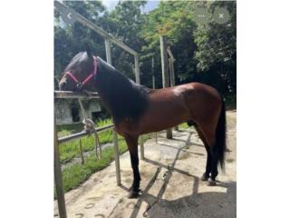 Caballo hermoso listo para un paseo Puerto Rico