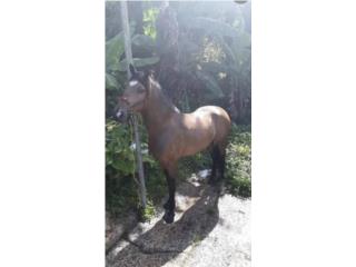 Yegua puesta pa correr  Puerto Rico