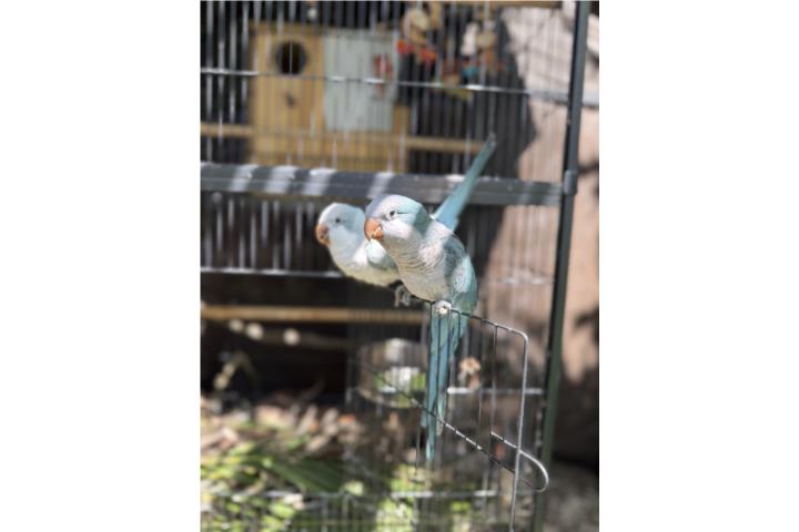 Pareja Quaker Azul Puerto Rico