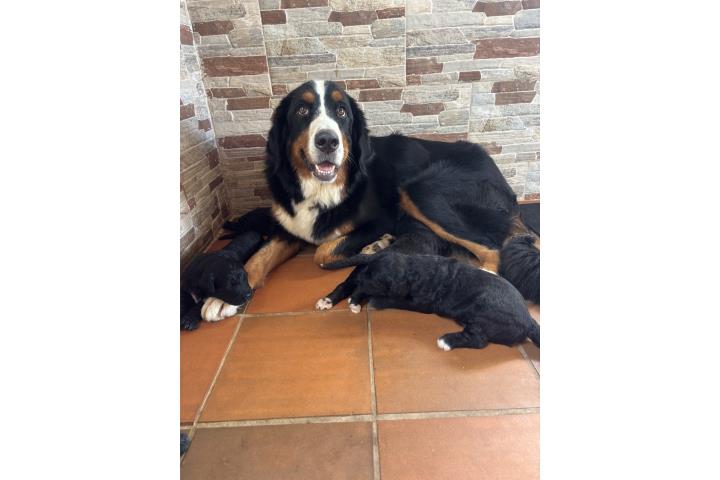 Bernedoodle F1 nenes  Puerto Rico