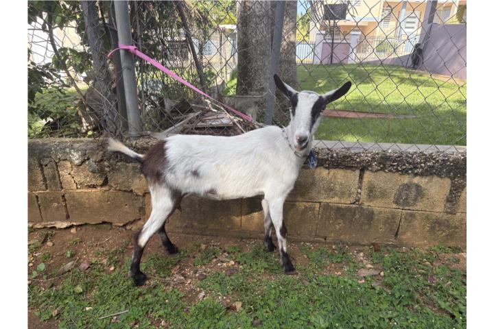 Cabra Alpina Puerto Rico