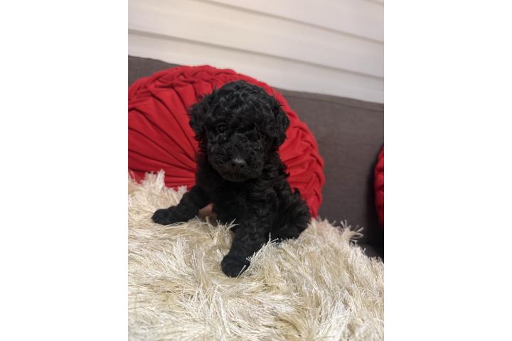 Nene toy poodle Puerto Rico