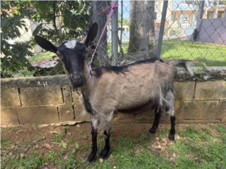 Cabra Alpina dando leche Puerto Rico