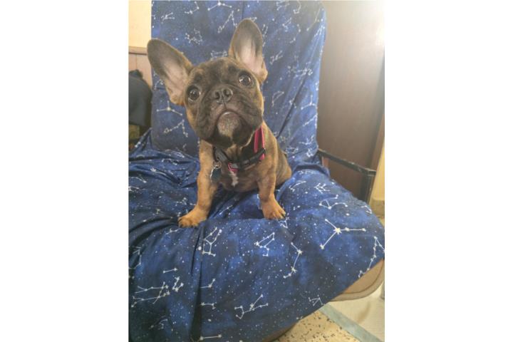 French Bulldog Hembra de 6 meses y medio Puerto Rico