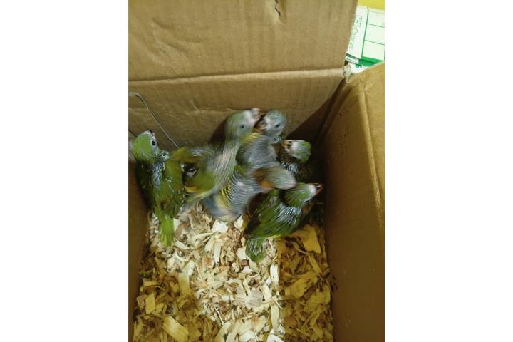 Pichones de Canary wing Puerto Rico