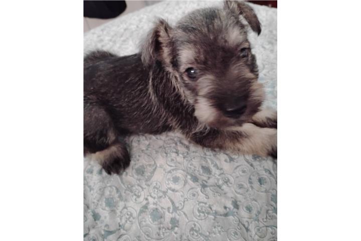 Mini Schnauzer  Puerto Rico