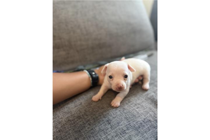 Chihuahua Nena  Puerto Rico