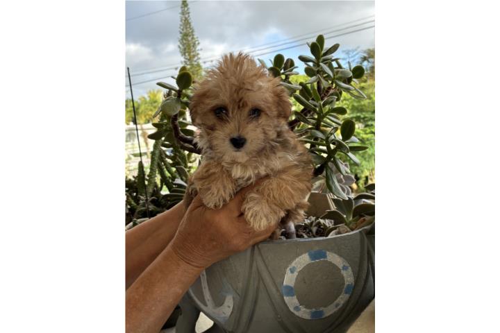 Yorkypoo Toy  Puerto Rico