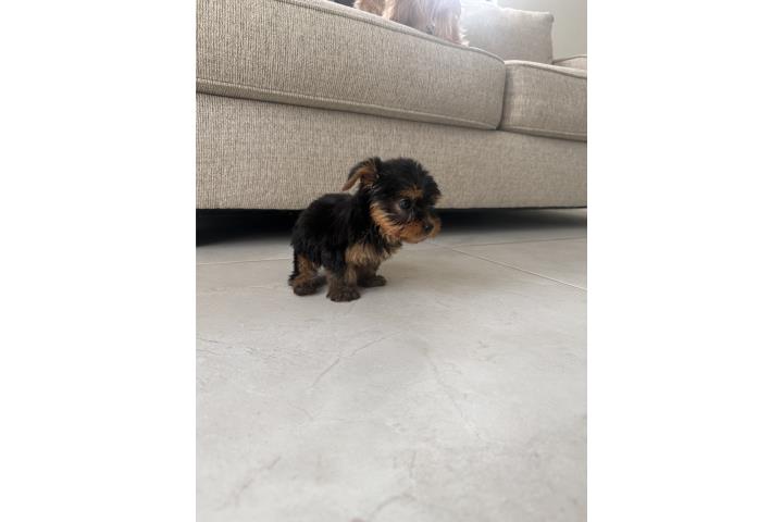 Yorkie toy! Hembra Puerto Rico