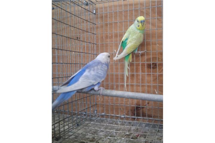 Pareja de perriquito hembra violeta Puerto Rico