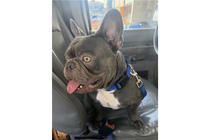 French bulldogs macho  Puerto Rico