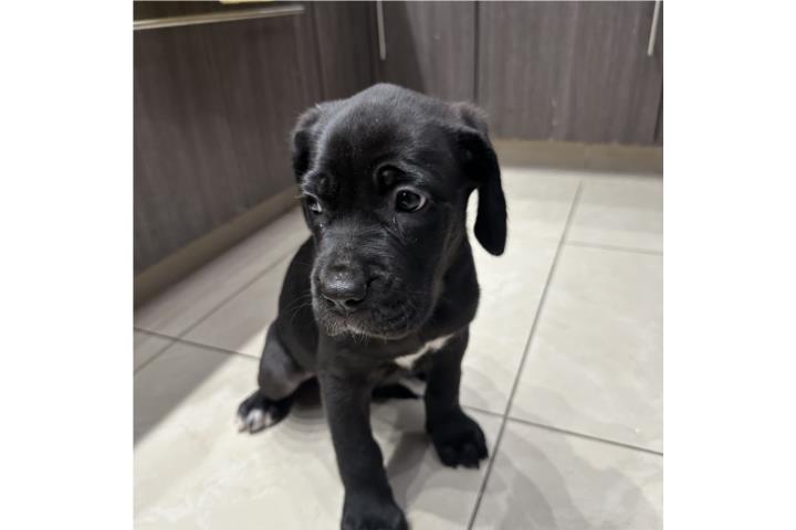 Cane Corso hembra  2 meses de nacida  Puerto Rico