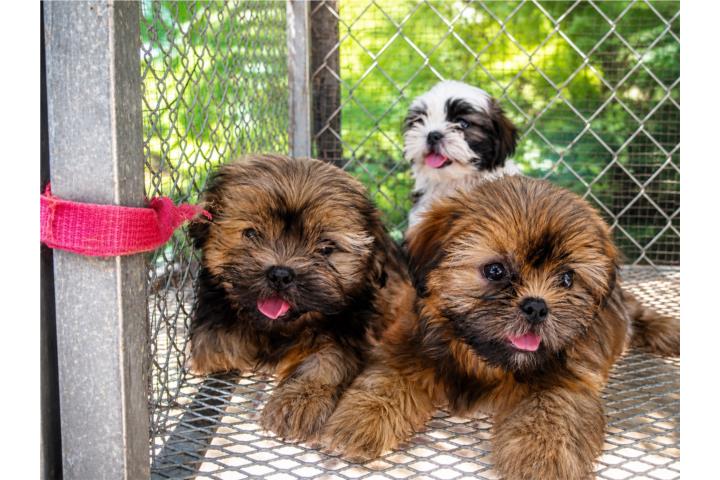 Shih Tzu Puerto Rico