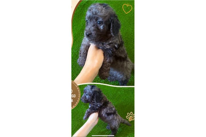 Blue Merle Minibernedoodle papa toy poodle  Puerto Rico