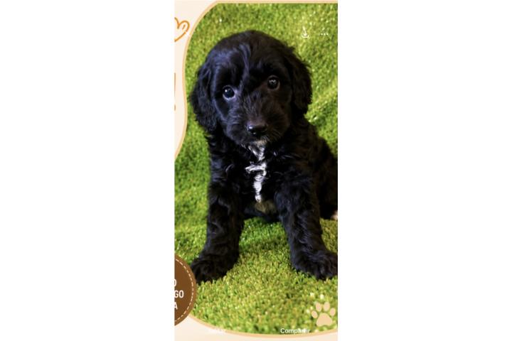 Hembra miniBernedoodle papa poodle Puerto Rico