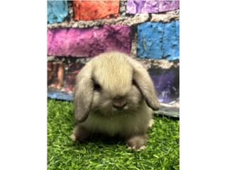 Conejo Holland lop conejos  Puerto Rico