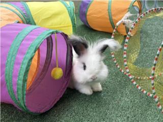 Conejo English Angora Conejos  Puerto Rico
