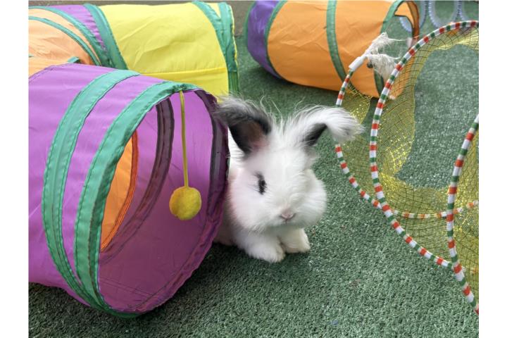 Conejo English Angora Conejos  Puerto Rico