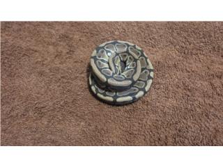 Serpiente ball python serpientes  Puerto Rico