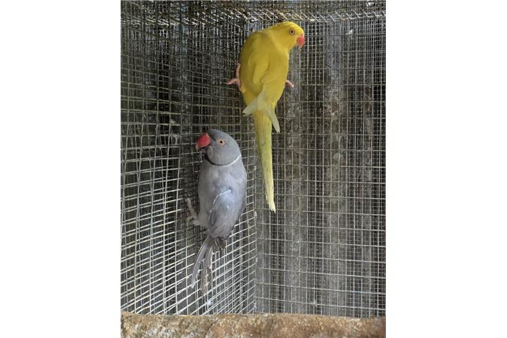 PAREJA DE RINGNECKS 2 AÑOS Puerto Rico