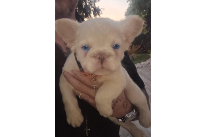French BullDog Fluffy Puerto Rico